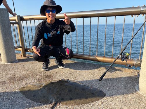 ツバクロエイの釣果