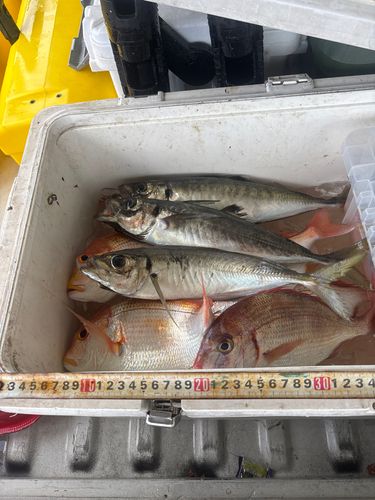 マアジの釣果