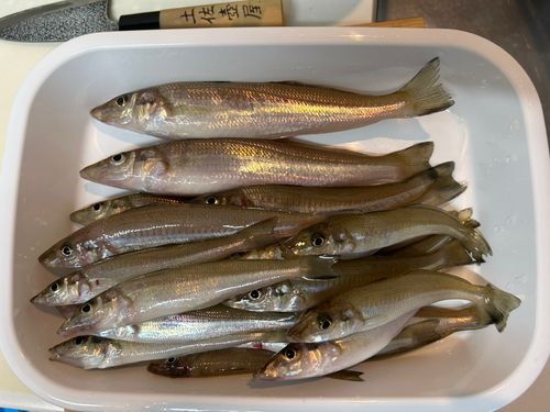 キスの釣果