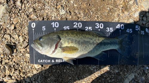 ラージマウスバスの釣果