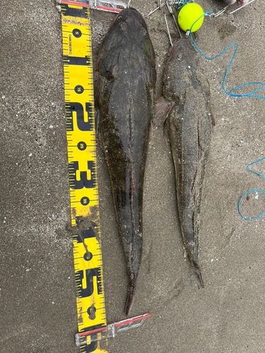 マゴチの釣果