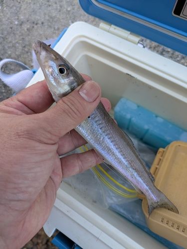 キスの釣果