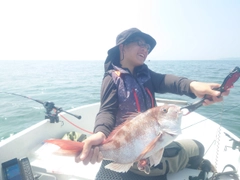 マダイの釣果