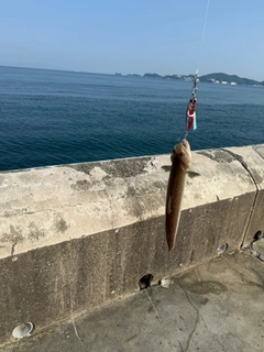 エソの釣果