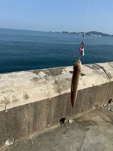 エソの釣果