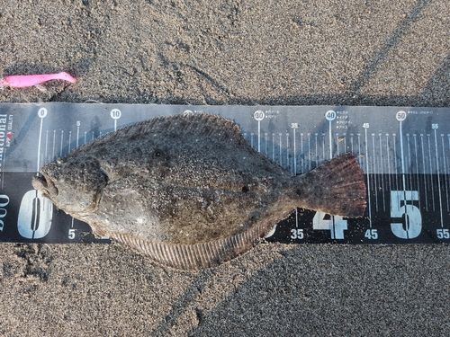 ヒラメの釣果