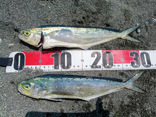 シイラの釣果