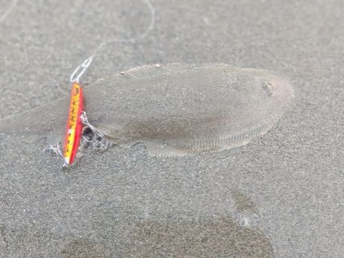 シタビラメの釣果