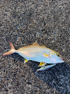 ネリゴの釣果