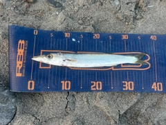 カマスの釣果