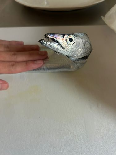 タチウオの釣果