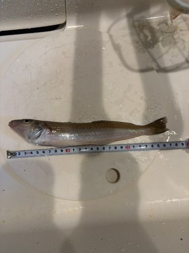 キスの釣果