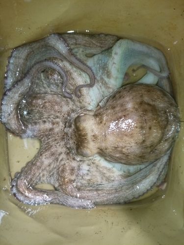 タコの釣果