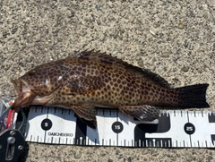 オオモンハタの釣果
