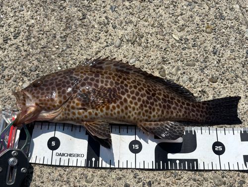 オオモンハタの釣果