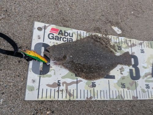 ソゲの釣果