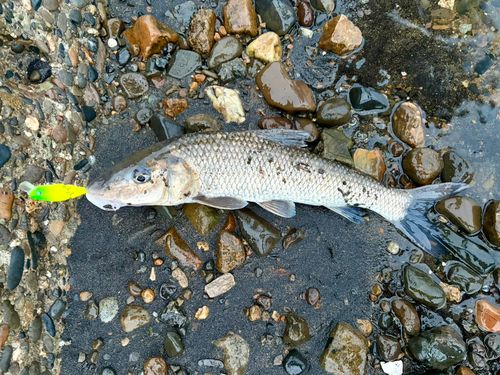 ニゴイの釣果