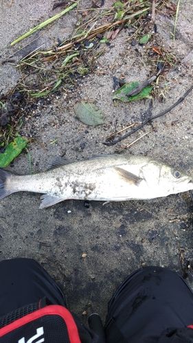 スズキの釣果