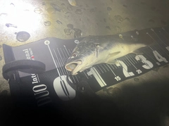 ニベの釣果