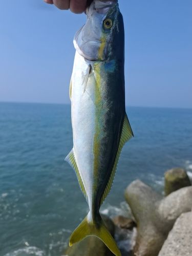 ワカシの釣果