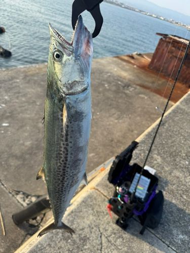 サワラの釣果