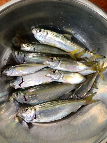 サッパの釣果