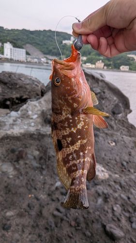 キジハタの釣果