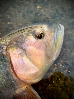 ハスの釣果
