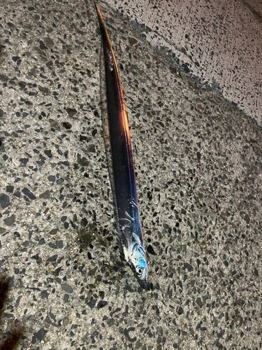 タチウオの釣果