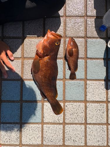 アコウの釣果