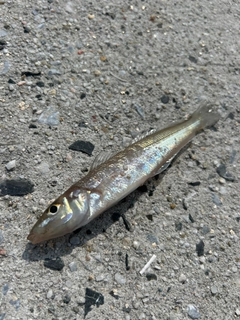 シロギスの釣果