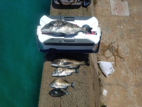 チヌの釣果
