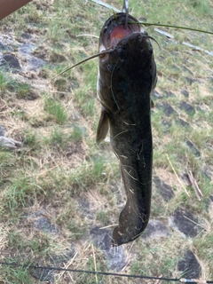 ナマズの釣果