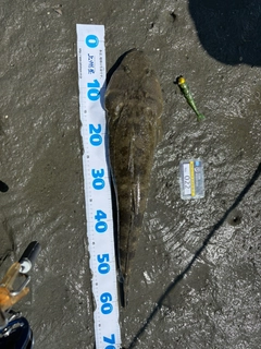 マゴチの釣果
