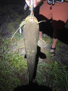 ナマズの釣果