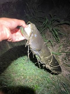 ナマズの釣果