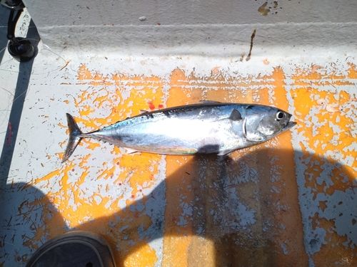 ソウダガツオの釣果