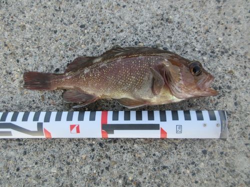 ガヤの釣果