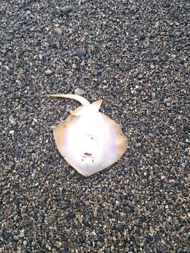 エイの釣果