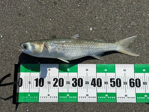 ボラの釣果