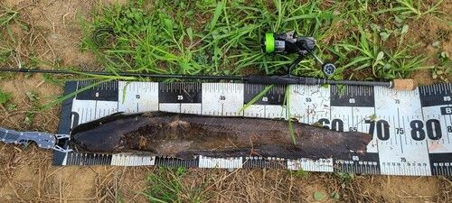 ニホンナマズの釣果