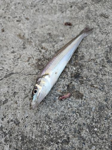 キスの釣果