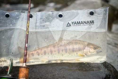 ヤマメの釣果