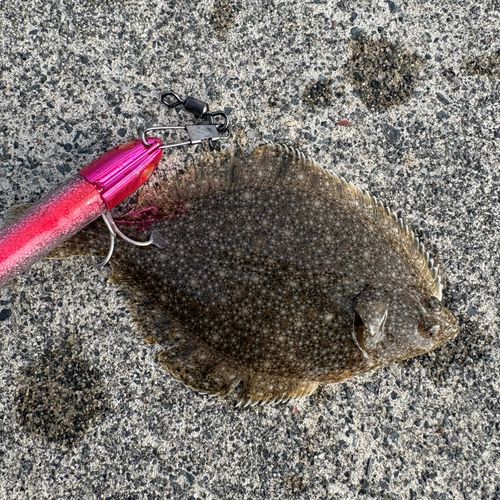 カレイの釣果