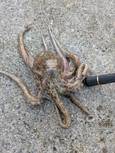 タコの釣果