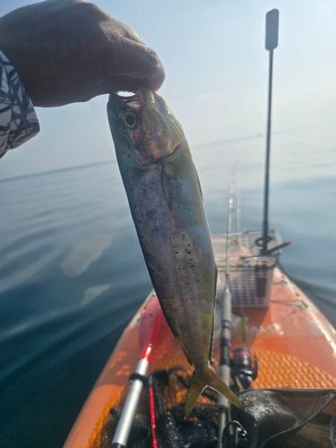 シイラの釣果
