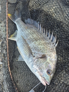 キビレの釣果