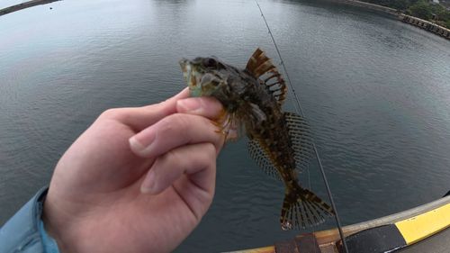 アナハゼの釣果