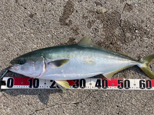 ワラサの釣果