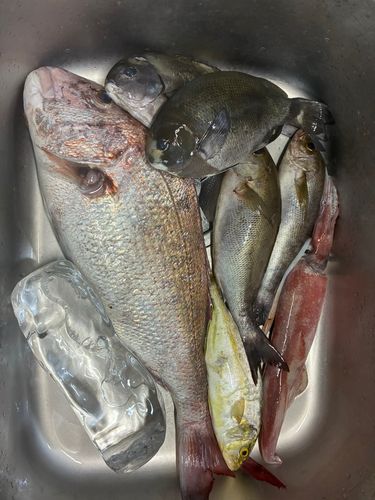 タイの釣果